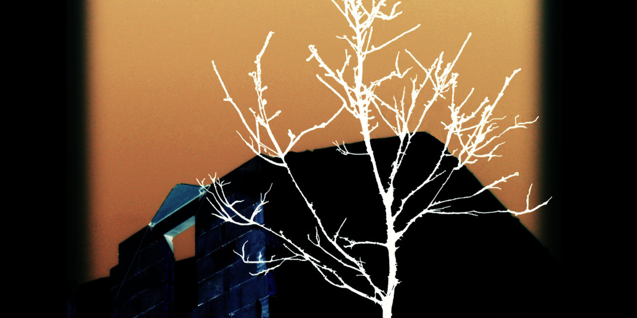 Un arbre dans la ville