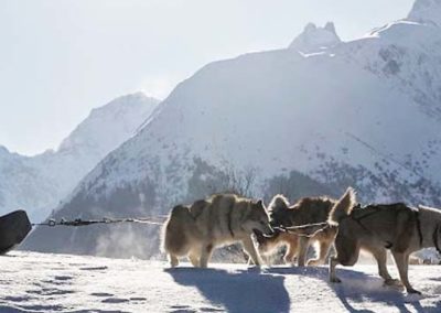 Chiens de traîneaux