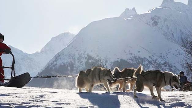 Chiens de traîneaux