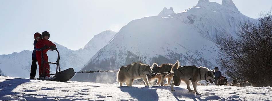 Chiens de traîneaux