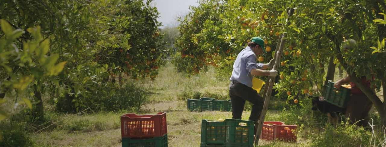 Le local serait-il le dernier territoire de l’utopie ?